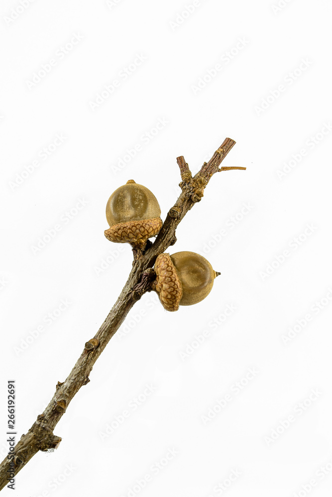 Two acorns of red oak on a branch isolated on the white background.