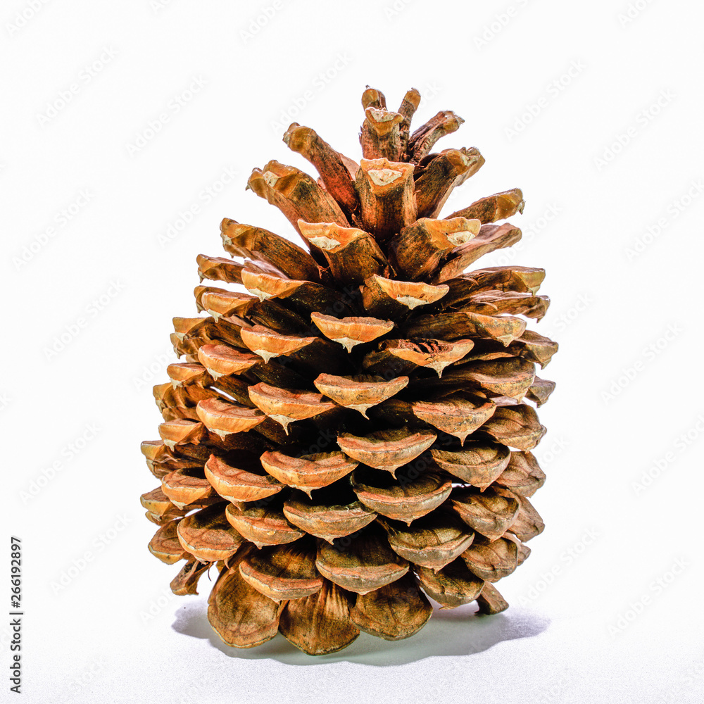 Giant sugar pine cone, California isolated on the white background.