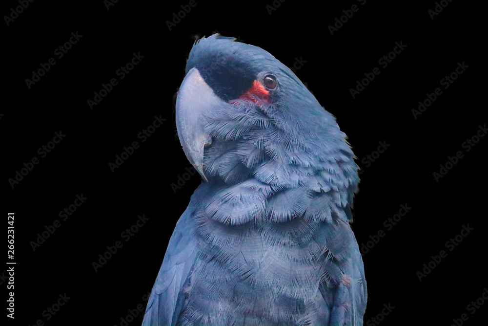 Cockatoo isolated on black background