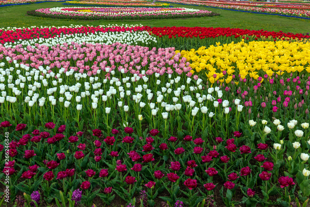 Spring fields of blooming tulip. Beauty outdoor scene