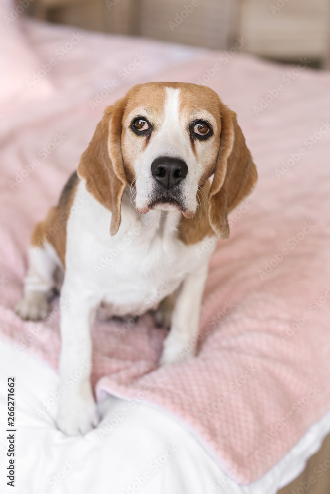 Cute dog on bed at home