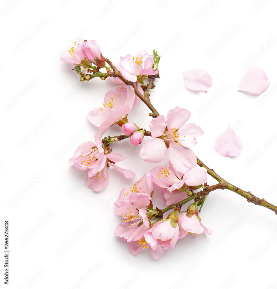 Beautiful blossoming branch on white background