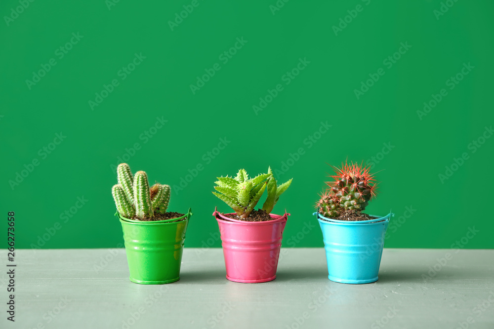 Pots with cacti and succulent on table against color background