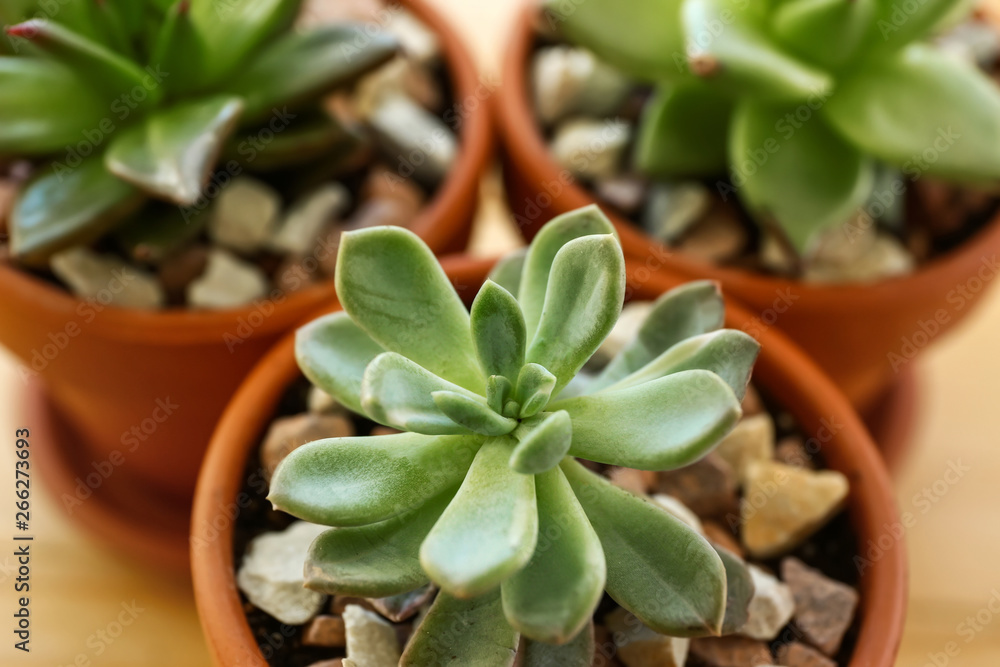 Green succulent in pot, closeup