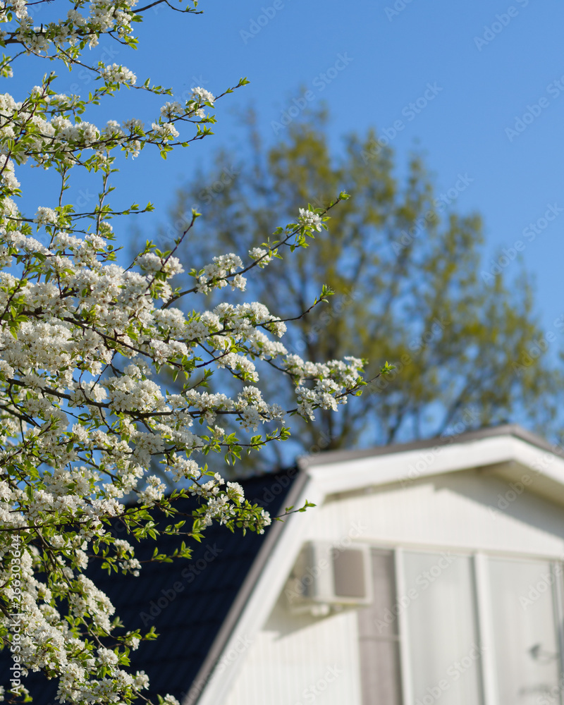 A flowering pear tree in the garden of a country house