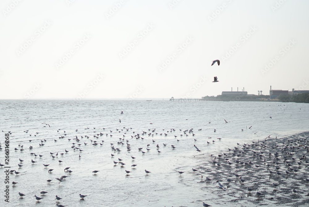 海滩上的海鸥