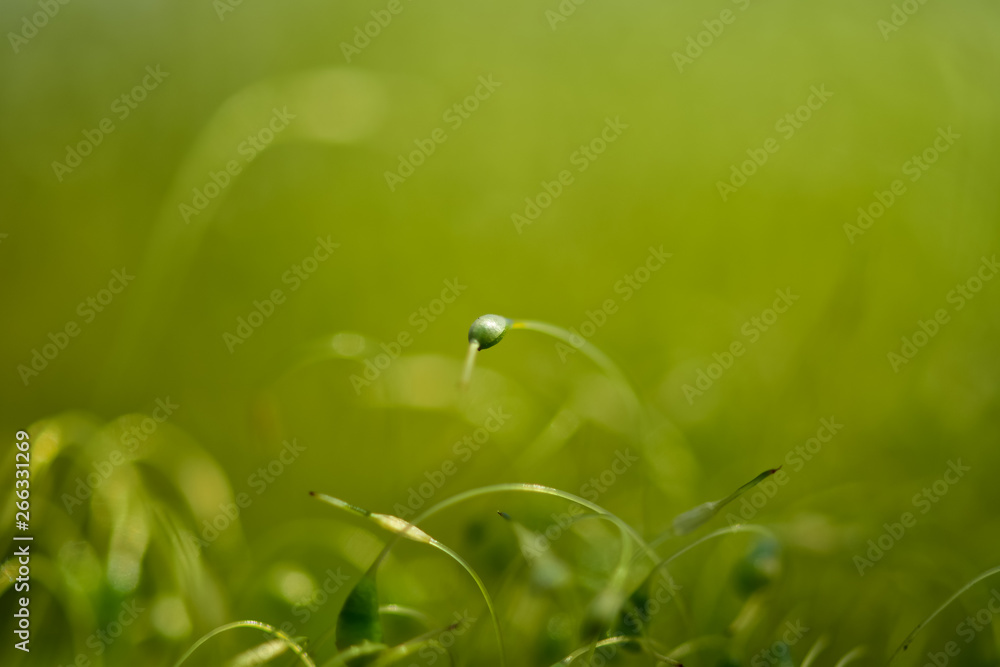 绿色苔藓种子的软焦特写镜头，背景为散焦、模糊、闪耀的抽象光