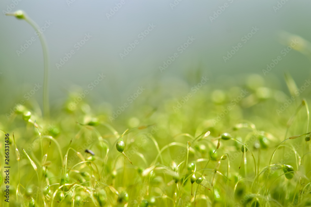 绿色苔藓种子的软焦特写镜头，背景为散焦、模糊、闪耀的抽象光