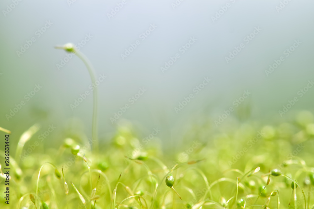 绿色苔藓种子的软焦特写镜头，背景为散焦、模糊、闪耀的抽象光