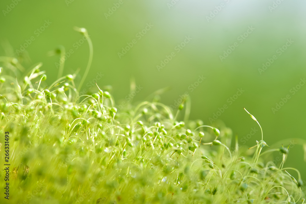 绿色苔藓种子的软焦特写镜头，背景为散焦、模糊、闪耀的抽象光