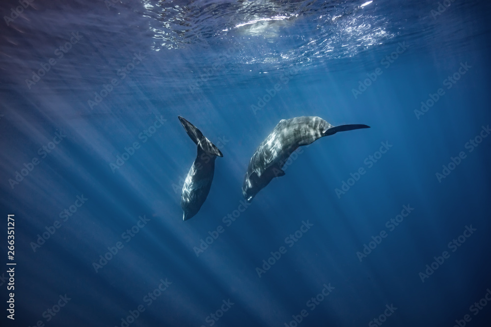 Whales in Blue ocean Water