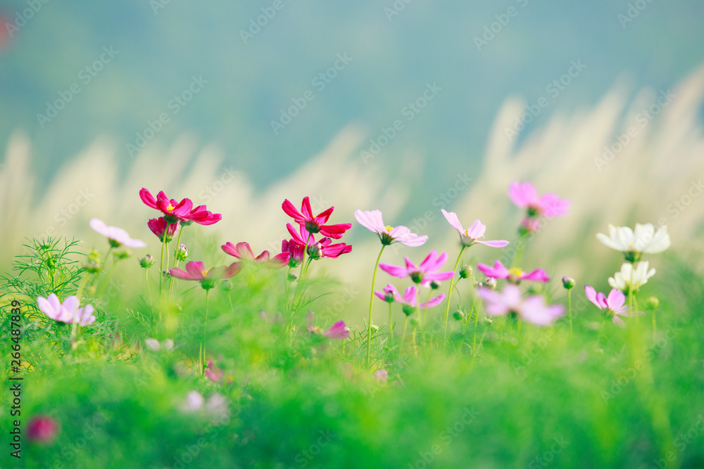 田野里被风吹过的花朵，五颜六色的花朵和美丽的天空，自然的背景