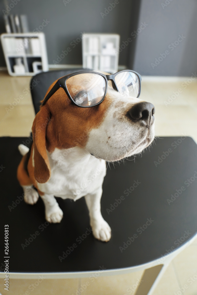 Cute funny dog with eyeglasses sitting on table in office