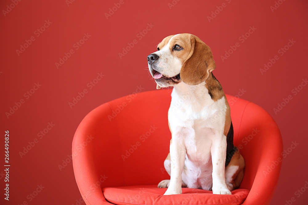 Cute funny dog sitting in armchair color background