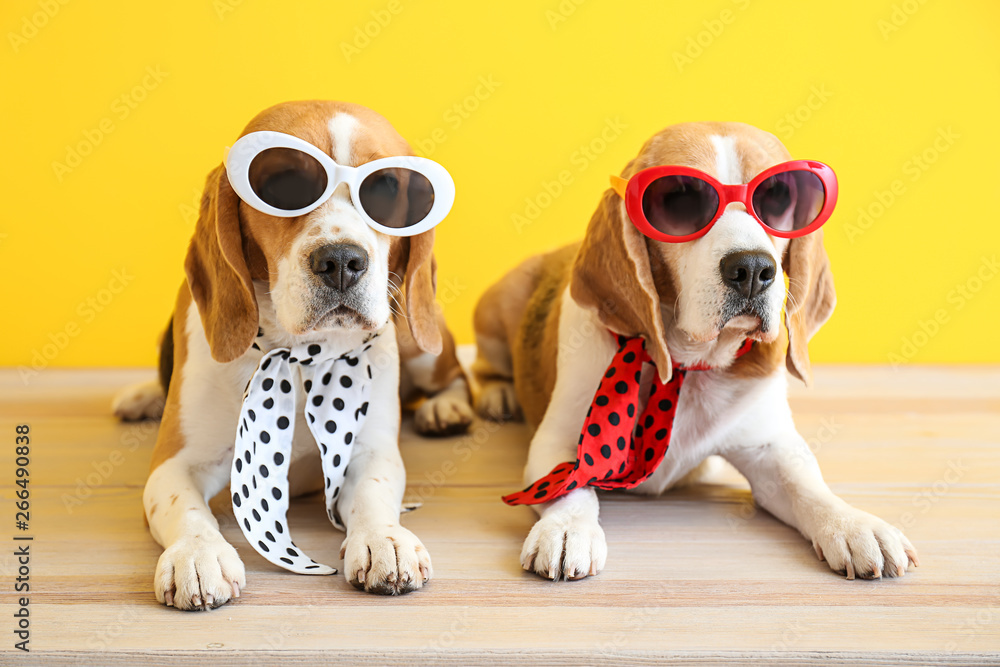 Stylish cute dogs lying on table