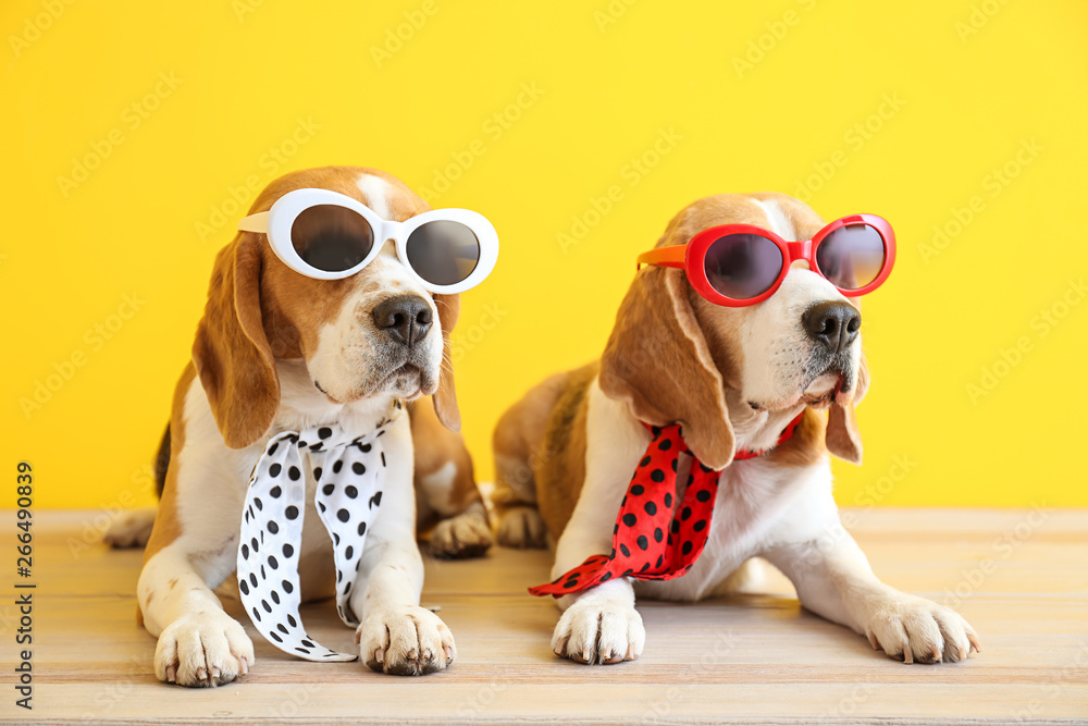 Stylish cute dogs lying on table