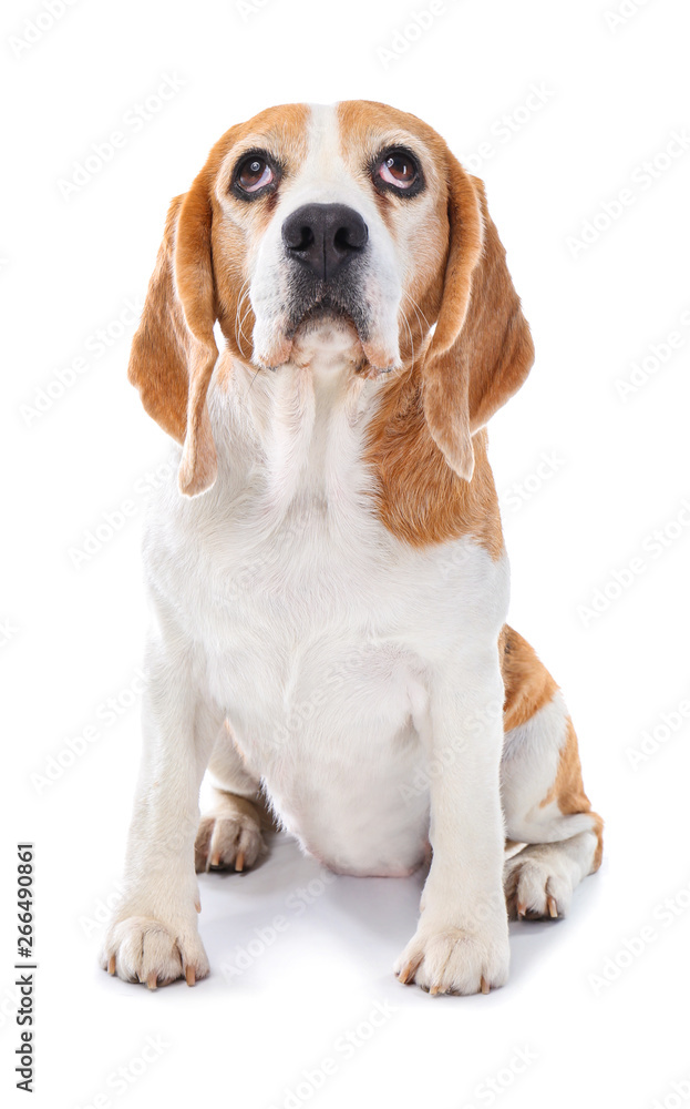 Cute funny dog on white background