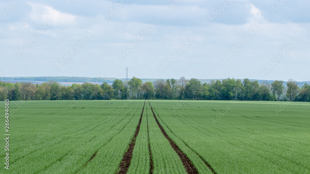 Young wheat seedlings growing in a field. Cloudy sky