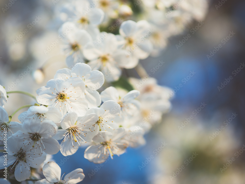 Beautiful cherry blossoms. Spring garden. Spring colors