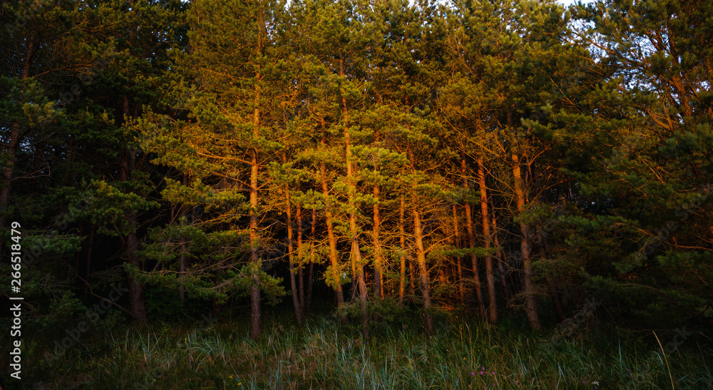 Pine trees in the rays of the evening sun