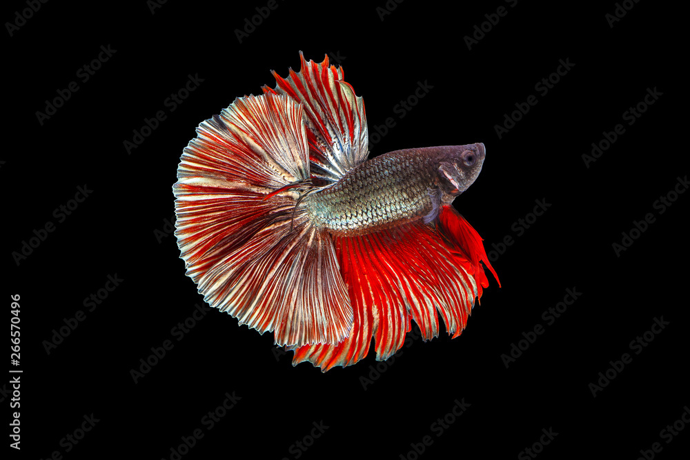 The moving moment beautiful of red siamese betta fish or fancy betta splendens fighting fish in thai