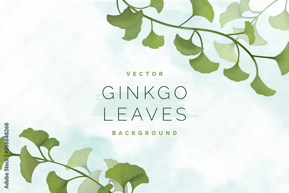 Ginkgo leaf background