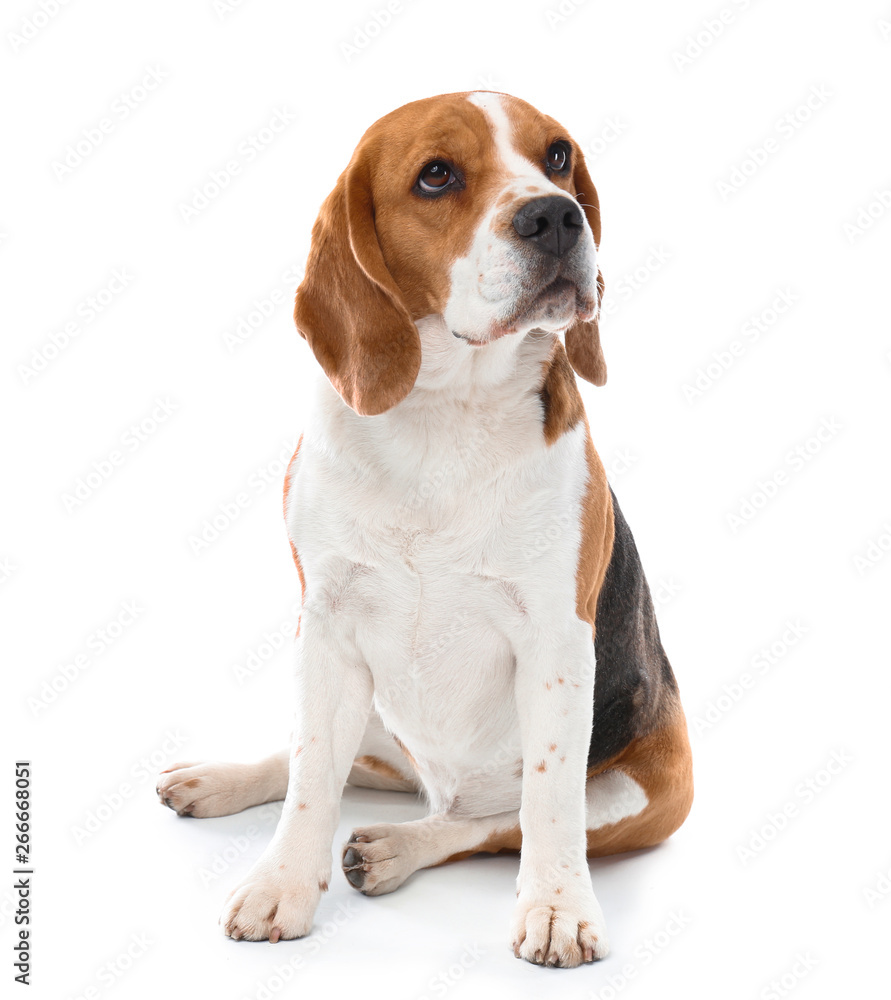 Cute funny dog on white background