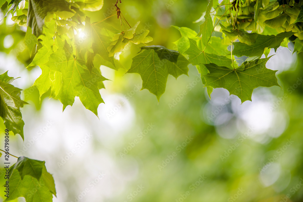 Green nature background with maple leaves 