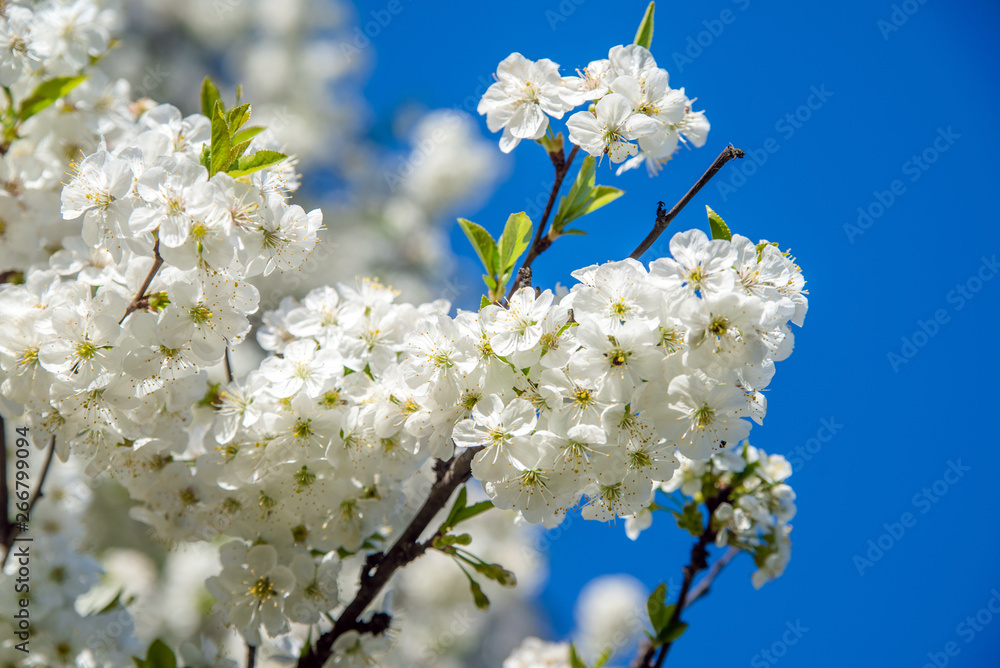 Cherry blossom branch in the garden in spring 