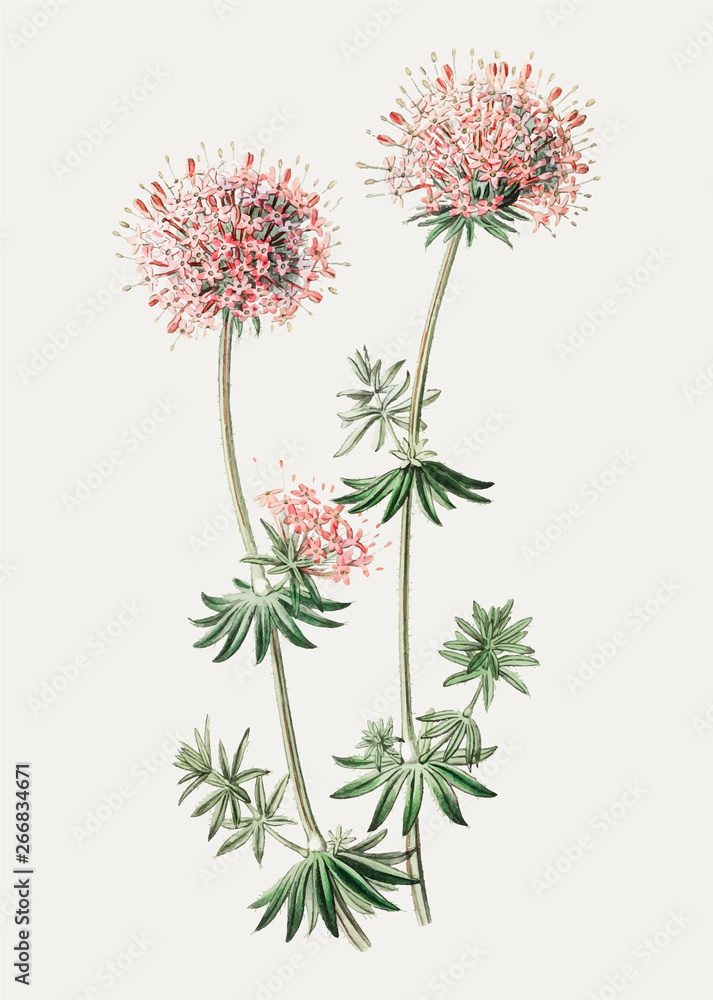 Caucasian crosswort