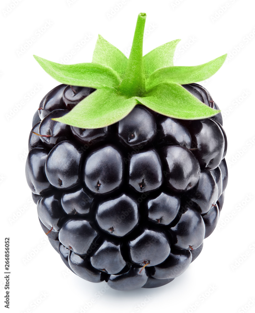 Blackberry leaf isolated