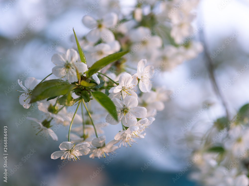 Beautiful cherry blossoms. Spring garden. Spring colors