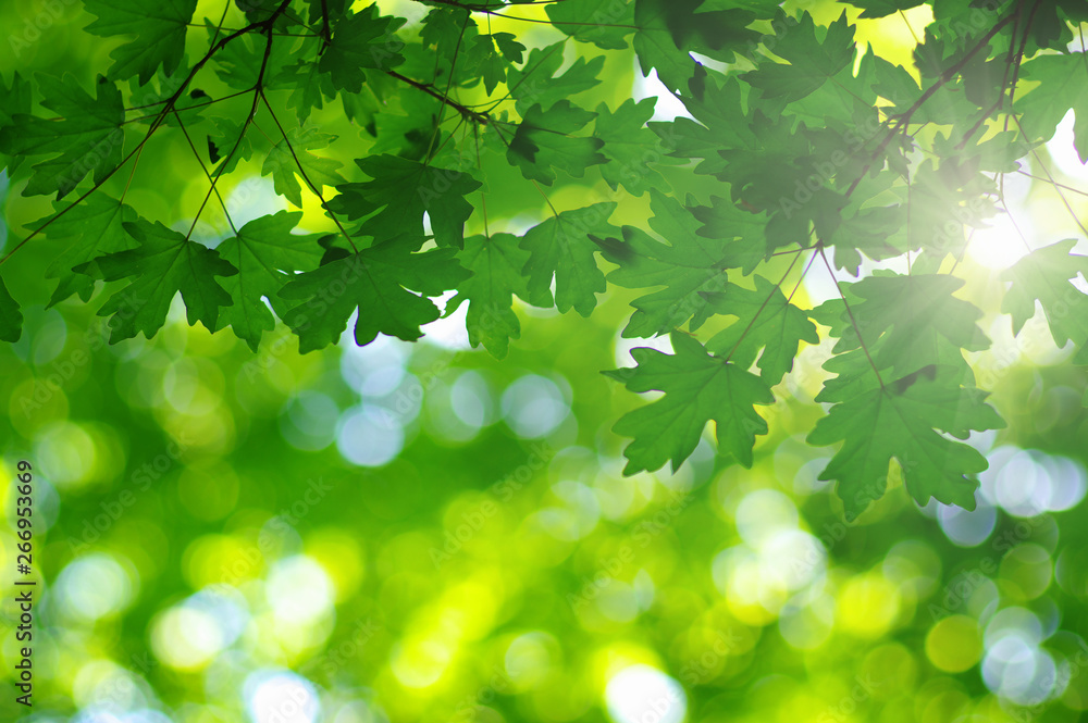  Green leaves on the sun.