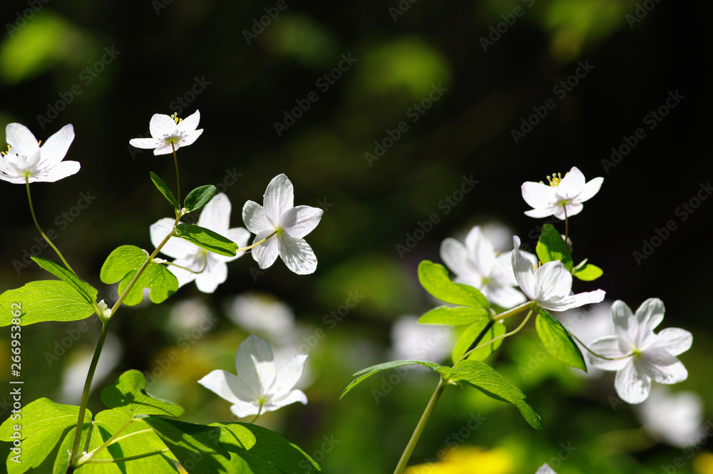 春花田