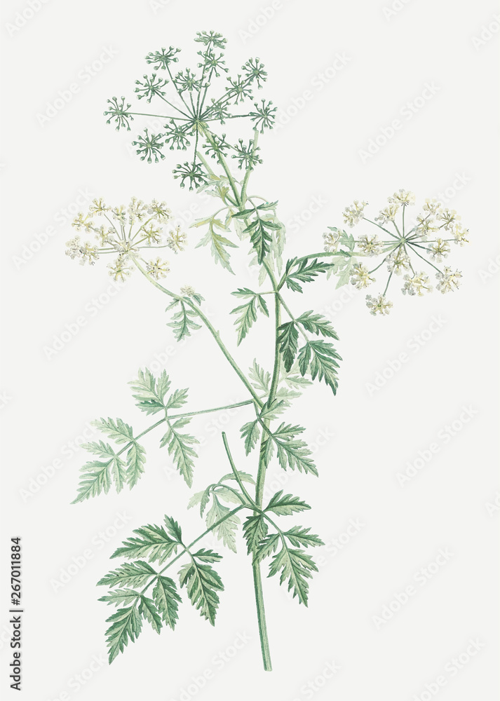 Blooming hemlock flowers