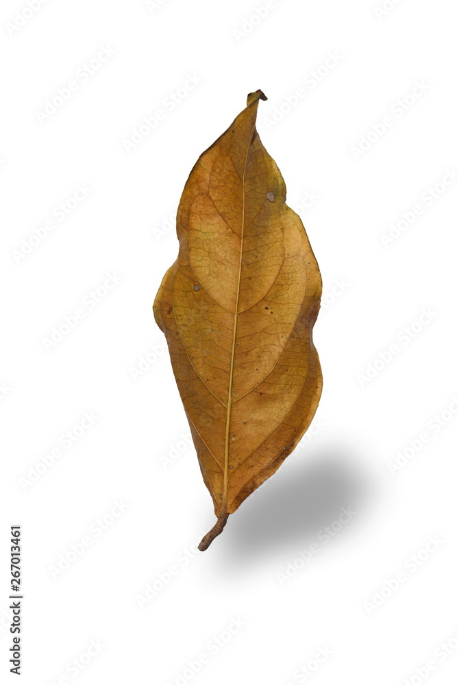 Dried leaves with nature on a white background.