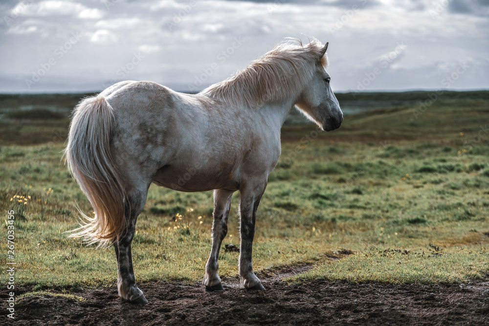 Icelandic horse in the field of scenic nature landscape of Iceland. The Icelandic horse is a breed o