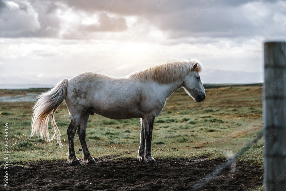 Icelandic horse in the field of scenic nature landscape of Iceland. The Icelandic horse is a breed o