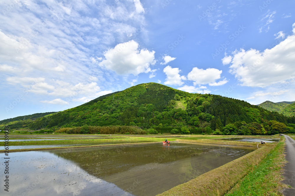 田植え