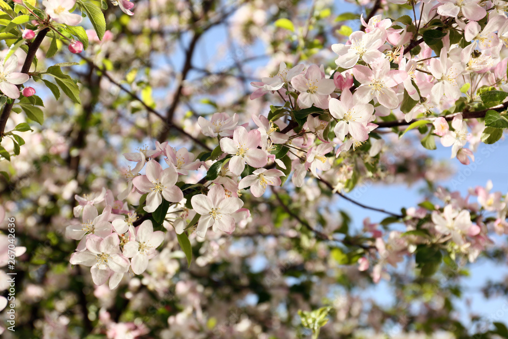 Beautiful blossoming tree branch on spring day