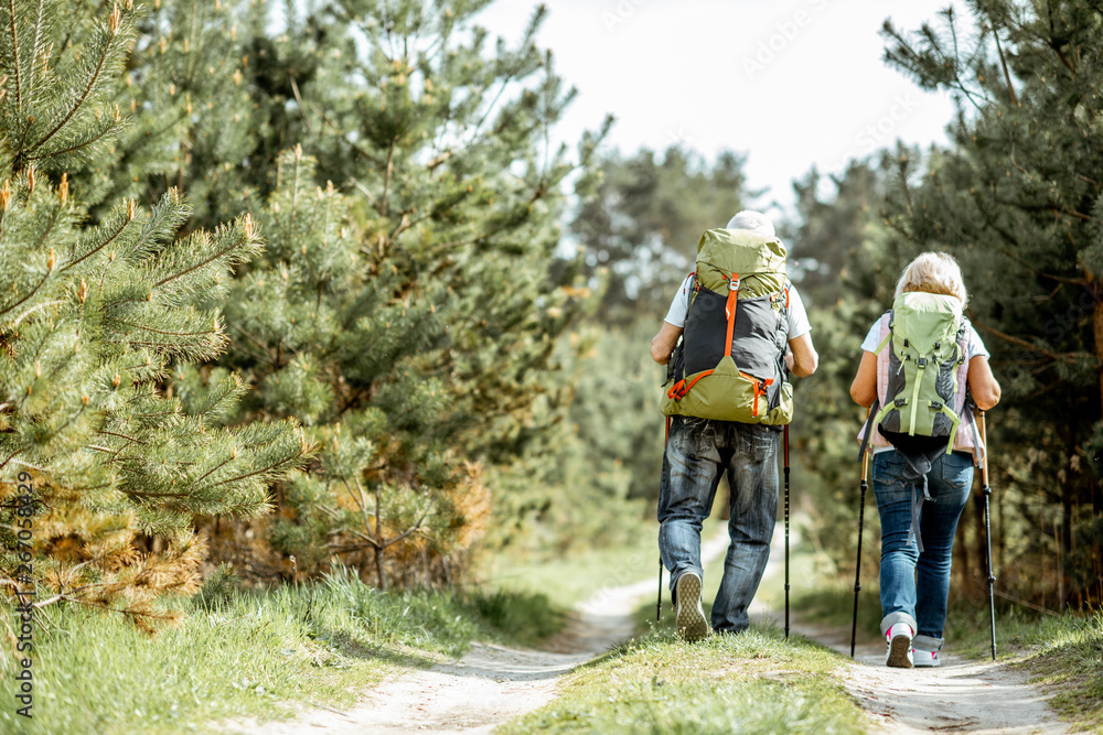 Senior couple hiking with backpacks on the road in the young pine forest, back view