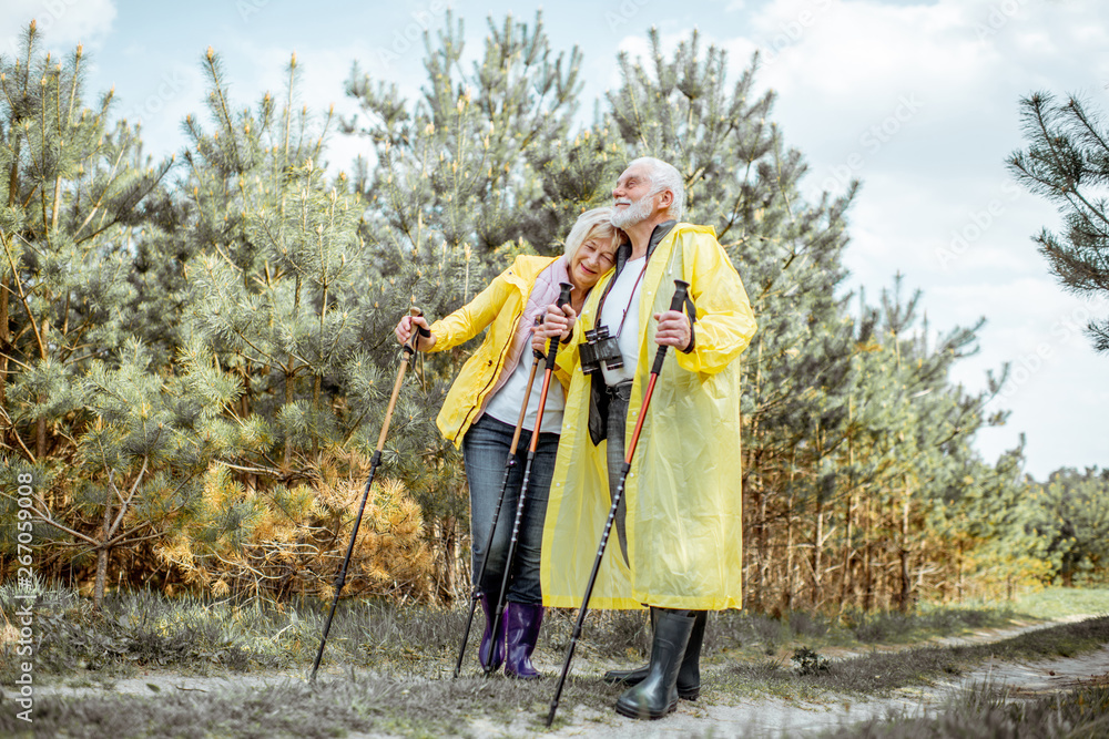 Happy senior couple in yellow raincoats hiking with trekking sticks in the young pine forest. Concep