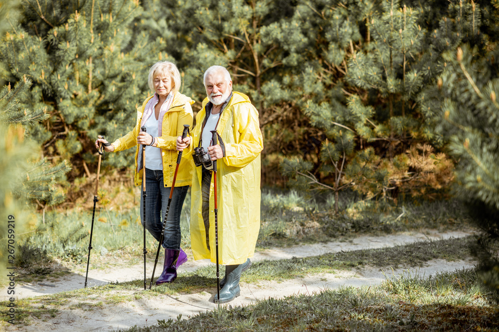 Happy senior couple in yellow raincoats hiking with trekking sticks in the young pine forest. Concep