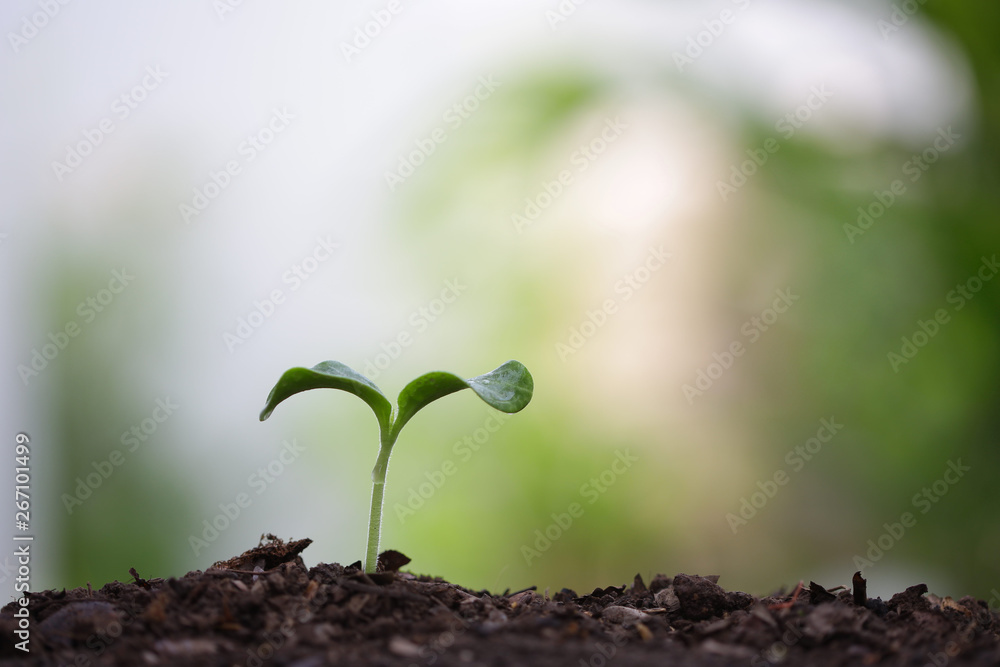 用水滴露种植年轻的绿色树苗