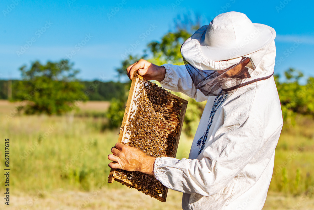 Beekeeper working with bees in his apiary. Bees on honeycombs. Frames of a bee hive