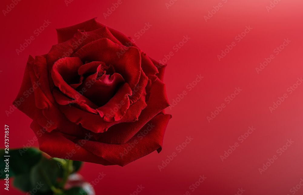 Beautiful romantic red rose poster background material