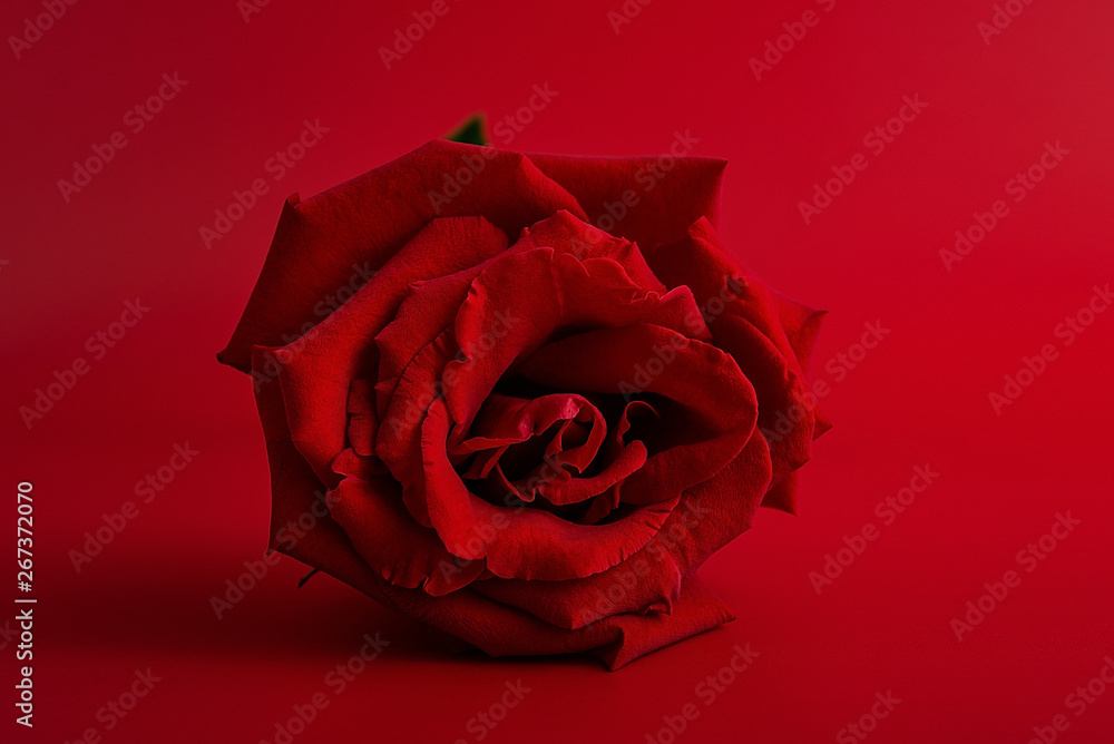 Beautiful romantic red rose poster background material