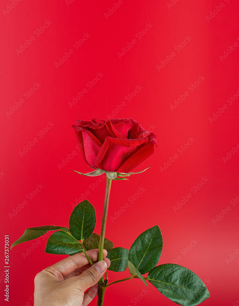 Hand picking a red rose on red background