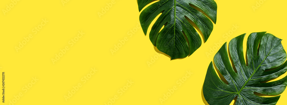 Tropical plant Monstera leaves overhead view flat lay