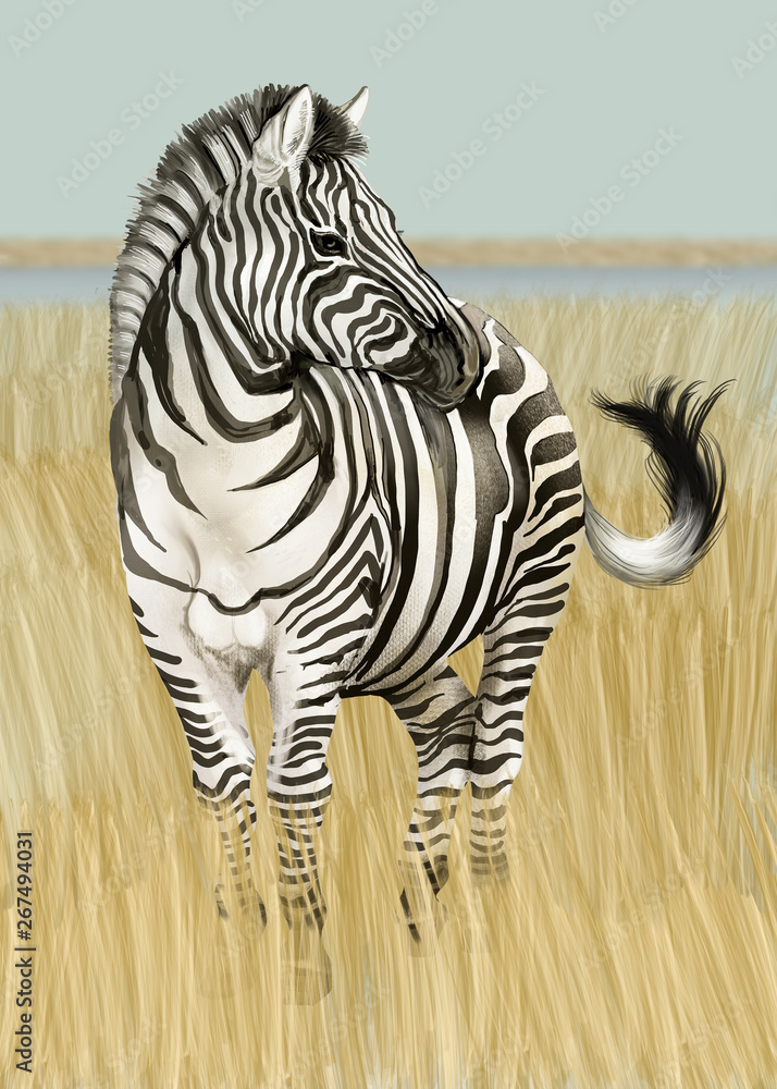 Hand drawn zebra